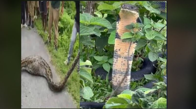 বেস্ট কলকাতা নিউজ : ডুয়ার্সের মালবাজারে ব্যাপক চঞ্চল্য ছড়ালো সাপের হানা ঘিরে