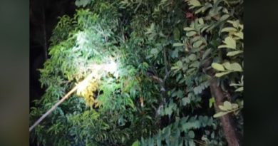 বেস্ট কলকাতা নিউজ : গাছের মগডালে দেখা মিললো ১৩ ফুটের কিং কোবরা, অবশেষে জঙ্গলে ফিরিয়ে দিল দুই সর্পপ্রেমী যুবক