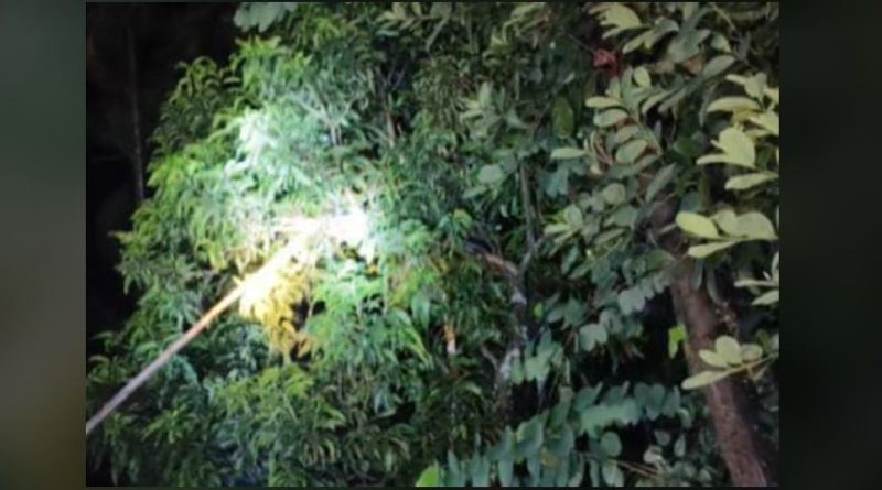 বেস্ট কলকাতা নিউজ : গাছের মগডালে দেখা মিললো ১৩ ফুটের কিং কোবরা, অবশেষে জঙ্গলে ফিরিয়ে দিল দুই সর্পপ্রেমী যুবক