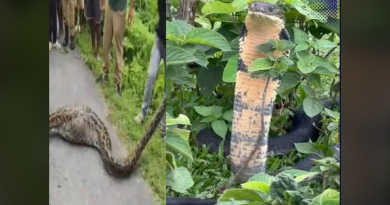 বেস্ট কলকাতা নিউজ : সাপের হানা ঘিরে ছড়ালো ব্যাপক চঞ্চল্য ছড়ালো ডুয়ার্সের মালবাজার এলাকায়