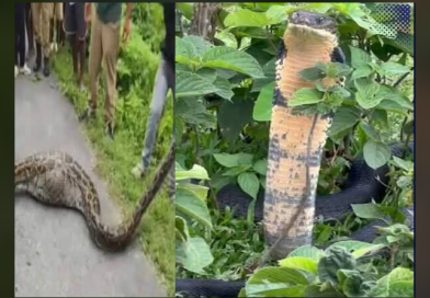 বেস্ট কলকাতা নিউজ : সাপের হানা ঘিরে ছড়ালো ব্যাপক চঞ্চল্য ছড়ালো ডুয়ার্সের মালবাজার এলাকায়