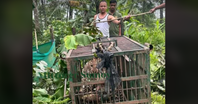 বেস্ট কলকাতা নিউজ : সিকিমের সোরেং-এ ধরা পড়ল পূর্ণবয়স্ক চিতা, পরম স্বস্তিতে এলাকার স্থানীয় মানুষেরা
