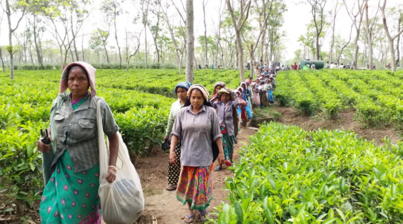 বেস্ট কলকাতা নিউজ : চা শ্রমিকদের জন্য চালু হতে চলেছে ২০ শতাংশ পুজো বোনাস ! প্রস্তাব পেশ করলো রাজ্য শ্রম দফতর