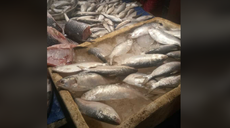বেস্ট কলকাতা নিউজ : সম্পর্ক ক্রমশ খারাপের দিকে, কোনো আমদানি নেই বাংলাদেশের ইলিশ মাছের