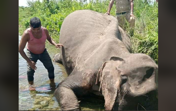বেস্ট কলকাতা নিউজ : পূর্ণবয়স্ক গর্ভবতী হাতির দেহ উদ্ধার হল কার্শিয়াংয়ের বামনপোখরি রেঞ্জের সুখিয়াখোলায়