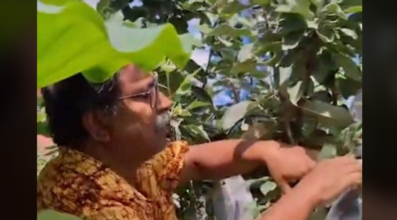 বেস্ট কলকাতা নিউজ : বাড়ির ছাদে আপেল চাষে চাষ করে সকলকে তাক লাগালেন শিলিগুড়ির এই স্কুল শিক্ষক