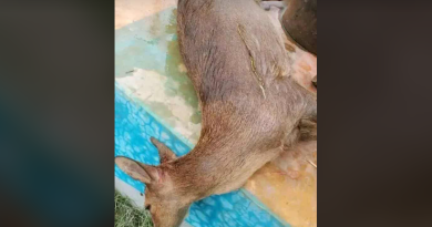 বেস্ট কলকাতা নিউজ : ভয়াবহ পরিস্থিতি উত্তরবঙ্গে, বন্যার কবলে পড়ে একেবারেই নিস্তেজ হয়ে গেছে পশু পাখিরাও