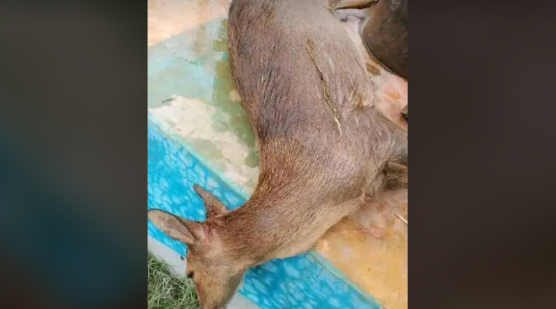 বেস্ট কলকাতা নিউজ : ভয়াবহ পরিস্থিতি উত্তরবঙ্গে, বন্যার কবলে পড়ে একেবারেই নিস্তেজ হয়ে গেছে পশু পাখিরাও