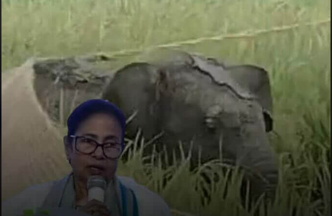 বেস্ট কলকাতা নিউজ : প্রবল বৃষ্টিতে দলছুট হয়ে ভেসে এলো হস্তিশাবক, মুখ্যমন্ত্রী নাম দিলেন লাকি