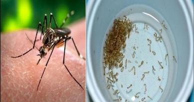 বেস্ট কলকাতা নিউজ : কিশোরীর মৃত্যুতে এলাকায় অভিযান, সল্টলেকে মিলল ডেঙ্গুর লার্ভার হদিশ মিললো খোদ আবাসনের মধ্যেই