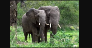 বেস্ট কলকাতা নিউজ : বন কর্মীদের এক বিরল সাফল্য, তুকরিয়াঝর থেকে বাগডোগরায় নিরাপদে স্থানান্তর হল হাতির দল