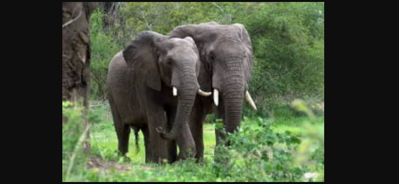 বেস্ট কলকাতা নিউজ : বন কর্মীদের এক বিরল সাফল্য, তুকরিয়াঝর থেকে বাগডোগরায় নিরাপদে স্থানান্তর হল হাতির দল