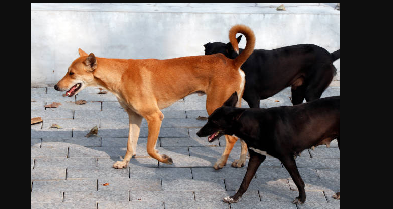 বেস্ট কলকাতা নিউজ : শিলিগুড়িতে ক্রমশ বাড়ছে পথ কুকুর এর অত্যাচার, চরম অতিষ্ঠ শহরের মানুষজন