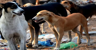 বেস্ট কলকাতা নিউজ : পথকুকুরদের জন্য ধাপার থেকেও বড় ও অত্যাধুনিক নতুন ডগপাউন্ড গড়তে চলেছে কলকাতা পুরনিগম
