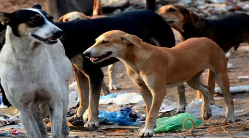বেস্ট কলকাতা নিউজ : পথকুকুরদের জন্য ধাপার থেকেও বড় ও অত্যাধুনিক নতুন ডগপাউন্ড গড়তে চলেছে কলকাতা পুরনিগম