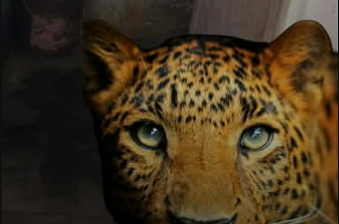 বেস্ট কলকাতা নিউজ : উত্তরবঙ্গ বিশ্ববিদ্যালয়ের ৩নং গেটের বাইরে চিতাবাঘ, ব্যাপক আতঙ্ক ছড়ালো ছাত্রছাত্রীদের মধ্যে