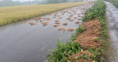 বেস্ট কলকাতা নিউজ : বন্যা-মন্থার জোড়া ফলা, মাঠেই নষ্ট আমন ধান-সবজি, দেরির আশংকা পোখরাজ আলু চাষে