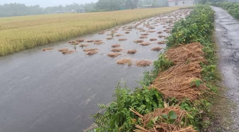 বেস্ট কলকাতা নিউজ : বন্যা-মন্থার জোড়া ফলা, মাঠেই নষ্ট আমন ধান-সবজি, দেরির আশংকা পোখরাজ আলু চাষে