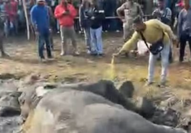 বেস্ট কলকাতা নিউজ : ট্রেনের ধাক্কায় হাতির মৃত্যু হল ধূপগুড়িতে, গুরুতর আহত হল আরও এক হাতি