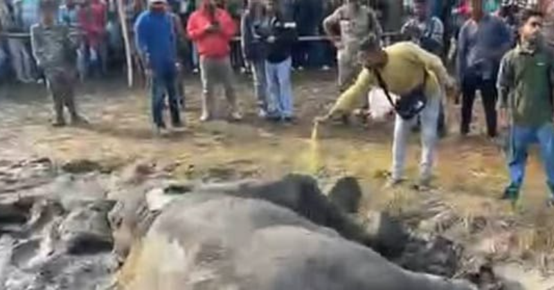 বেস্ট কলকাতা নিউজ : ট্রেনের ধাক্কায় হাতির মৃত্যু হল ধূপগুড়িতে, গুরুতর আহত হল আরও এক হাতি