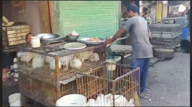 বেস্ট কলকাতা নিউজ : একদিকে বিয়ের মরসুম আছে অন্যান্য অনুষ্ঠানও , মুরগির মাংসের চাহিদা অনেকটাই বাড়লো শহর শিলিগুড়িতে