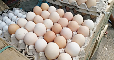 বেস্ট কলকাতা নিউজ : রাজ্যে রেকর্ড উৎপাদনের পরও কেন ডিমের দাম লাগামছাড়া ? কারণ খুঁজতে আসরে নামলো নবান্ন