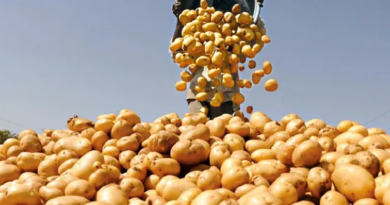 বেস্ট কলকাতা নিউজ : হিমঘরের আলুর দামে এক বিরাট ধস, চরম বিপাকে পড়লো ধূপগুড়ির কৃষকরা