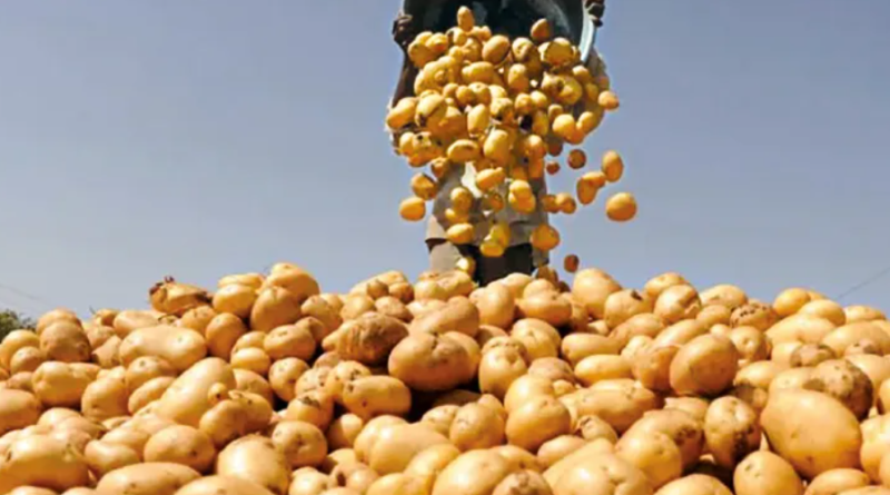 বেস্ট কলকাতা নিউজ : হিমঘরের আলুর দামে এক বিরাট ধস, চরম বিপাকে পড়লো ধূপগুড়ির কৃষকরা