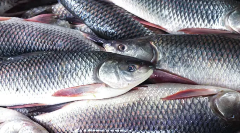 বেস্ট কলকাতা নিউজ : গোঘাটের কোকোন্দ গ্রামে দিঘি সংস্কার করে মাছ চাষের দাবি জনালো স্থানীয় বাসিন্দারা