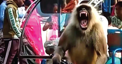 বেস্ট কলকাতা নিউজ : রামপুরহাটে দাপিয়ে বেড়াচ্ছে হনুমান ডন, এক মাসে আক্রমণে জখম হল শতাধিক মানুষ