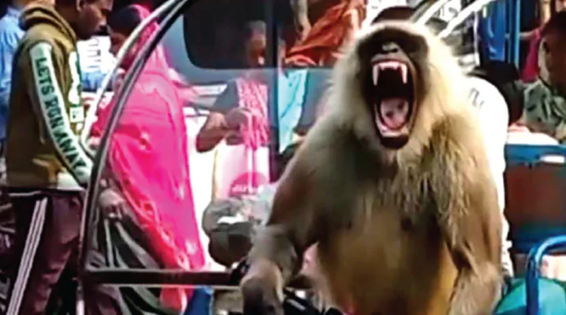 বেস্ট কলকাতা নিউজ : রামপুরহাটে দাপিয়ে বেড়াচ্ছে হনুমান ডন, এক মাসে আক্রমণে জখম হল শতাধিক মানুষ