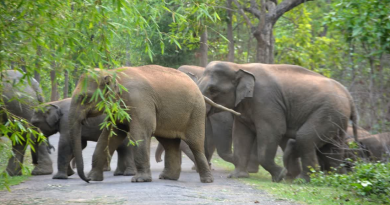 বেস্ট কলকাতা নিউজ : রাতে হাতির গতিবিধিতে বিশেষ নজরদারি, প্রথমবার থার্মাল ড্রোন ক্যামেরার ব্যবহার শুরু করলো মেদিনীপুর বনবিভাগ