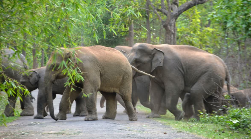 বেস্ট কলকাতা নিউজ : রাতে হাতির গতিবিধিতে বিশেষ নজরদারি, প্রথমবার থার্মাল ড্রোন ক্যামেরার ব্যবহার শুরু করলো মেদিনীপুর বনবিভাগ