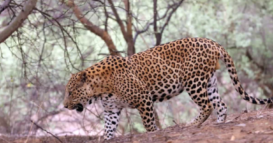 বেস্ট কলকাতা নিউজ : নিঃশব্দে শিকারে থাবা ! রাজস্থানের রণথম্বোর জাতীয় উদ্যানে বাবার হাত থেকে নাবালককে ছিনিয়ে নিল চিতাবাঘ