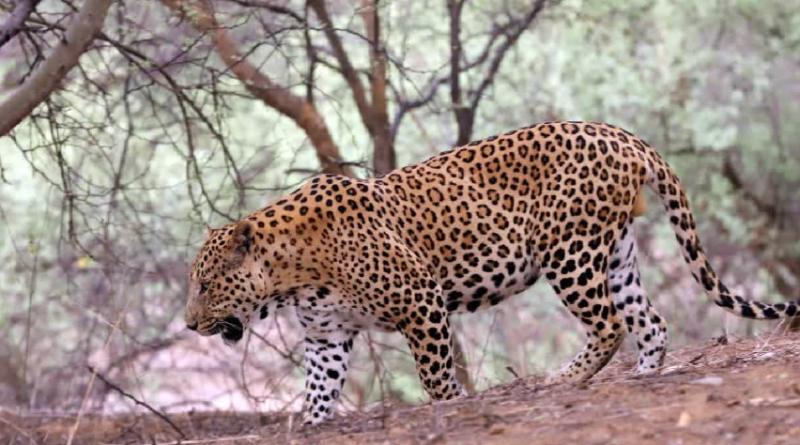 বেস্ট কলকাতা নিউজ : নিঃশব্দে শিকারে থাবা ! রাজস্থানের রণথম্বোর জাতীয় উদ্যানে বাবার হাত থেকে নাবালককে ছিনিয়ে নিল চিতাবাঘ