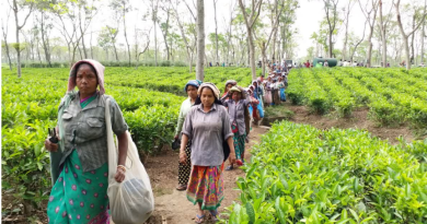 বেস্ট কলকাতা নিউজ : বকেয়া ভর্তুকির পরিমান ৪০০ কোটি, চা-বাগানে শ্রমিক ছাঁটাইয়ের চরম আশঙ্কা তীব্র অর্থ সংকটের জেরে