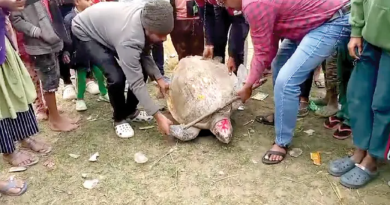 বেস্ট কলকাতা নিউজ : দাসপুরে রূপনারায়ণে মৎস্যজীবীর জালে ধরা পড়ল সামুদ্রিক কচ্ছপ, জলে ছেড়ে দিল বনদপ্তর