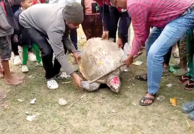দাসপুরে রূপনারায়ণে মৎস্যজীবীর জালে ধরা পড়ল সামুদ্রিক কচ্ছপ, জলে ছেড়ে দিল বনদপ্তর বেস্ট কলকাতা নিউজ : দাসপুরে রূপনারায়ণে মৎস্যজীবীর জালে ধরা পড়ল সামুদ্রিক কচ্ছপ, জলে ছেড়ে দিল বনদপ্তর