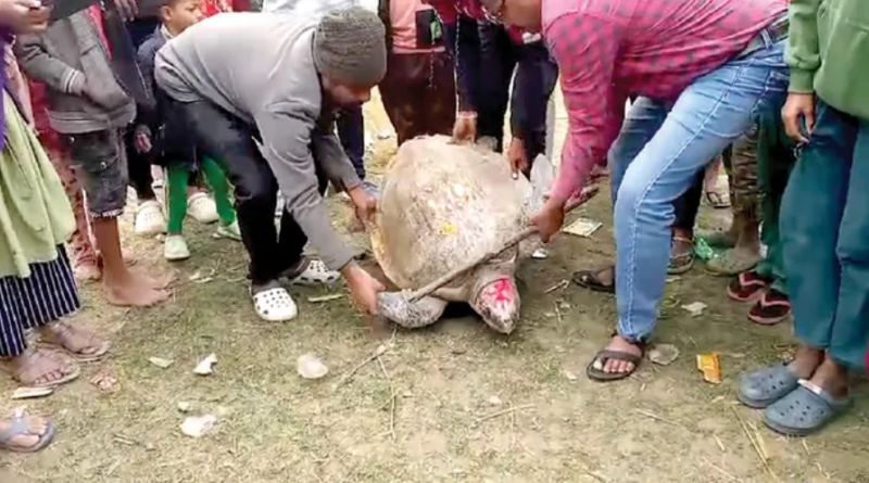 বেস্ট কলকাতা নিউজ : দাসপুরে রূপনারায়ণে মৎস্যজীবীর জালে ধরা পড়ল সামুদ্রিক কচ্ছপ, জলে ছেড়ে দিল বনদপ্তর