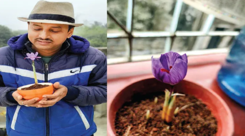 বেস্ট কলকাতা নিউজ : বেলডাঙায় কেশর চাষ করে সকলকে তাক লাগিয়ে দিলেন এক শিক্ষক