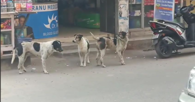 বেস্ট কলকাতা নিউজ : শিলিগুড়িতে দিনের বেলায় বাড়ছে পথ কুকুরদের দাপট, আতংকিত পথচলতি সাধারণ মানুষজন
