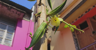 বাড়ির দোতলার সমান ঢ্যাঁড়শ গাছ! ‘বিস্ময়কর ঘটনার সাক্ষী হতে ভিড় জমছে লালমাটির বোলপুরে বেস্ট কলকাতা নিউজ : ঢ্যাঁড়শ গাছের উচ্চতা কত? যেকোনও চাষিকে জিজ্ঞেস করলে উত্তর আসবে, মেরে কেটে চার-পাঁচ ফুট৷ এটাই স্বাভাবিক ধারণা৷ তবে এই ধারণাকে ডাহা ভুল প্রমাণ করে দিয়েছে লালমাটির জেলা বীরভূমের বোলপুরের ভুবনডাঙার একটি বাড়ি। সেখানে দাঁড়িয়ে আছে দোতলা বাড়ির সমান এক ঢ্যাঁড়শ গাছ! উচ্চতা প্রায় ১৫ ফুট। গোড়া থেকে আগা পর্যন্ত ঝুলছে গুচ্ছ গুচ্ছ ঢ্যাঁড়শ। দূর থেকে দেখলে মনে হবে, সবুজে মোড়া এক অদ্ভুত স্তম্ভ! এই ‘বিস্ময় গাছ’-এর মালিক ভুবনডাঙার বাসিন্দা মহম্মদ জামিরুল হক। পেশায় আইনজীবী, কর্মক্ষেত্র বোলপুর মহকুমা আদালত। বছর ঘুরতেই তাঁর বাড়ি যেন হয়ে উঠেছে এক অঘোষিত প্রদর্শনী কেন্দ্র। পাড়ার লোক থেকে শুরু করে দূরদূরান্তের কৌতূহলী মানুষ, সকলেই ভিড় করছেন এই আশ্চর্য গাছটি একবার চোখে দেখতে। ঘটনার শুরু গত বর্ষায়। চাকদহ থেকে এক সহকর্মী জামিরুলের হাতে তুলে দিয়েছিলেন একটি উচ্চ ফলনশীল ঢ্যাঁড়শ বীজ। পরামর্শ ছিল, 'রোপণ করে দেখুন'। সেই মতো বাড়ির ফাঁকা জায়গায় বীজ পুঁতে দেন তিনি। কিন্তু প্রথমদিকে ফুল-ফল কিছুই হচ্ছিল না। বরং গাছটি লম্বা হতে হতে একসময় দোতলার কার্নিশ ছুঁইছুঁই! তারপর আচমকাই চমক, গোড়া থেকে আগা পর্যন্ত একের পর এক ঢ্যাঁড়শ। শুধু লম্বাই নয়, গাছটির গুঁড়িও অস্বাভাবিক মোটা। আগা থেকে নিচ পর্যন্ত ঝুলছে গুচ্ছ গুচ্ছ ফল। নতুন ফুলও ফুটছে নিয়মিত। ঢ্যাঁড়শ তুলতে হলে ব্যবহার করতে হচ্ছে লম্বা আঁকশি। এমন দৃশ্য দেখে অবাক স্থানীয়রাও। শেখ আলম নামে এক বাসিন্দা বলেন, “দোতলার সমান ঢ্যাঁড়শ গাছ কখনও দেখিনি। আমার বাড়িও দোতলা, গাছটা প্রায় সমান উঠে গিয়েছে। পাড়ার সবাই দেখতে আসে।” বেস্ট কলকাতা নিউজ : বাড়ির দোতলার সমান ঢ্যাঁড়শ গাছ! ‘বিস্ময়কর ঘটনার সাক্ষী হতে ভিড় জমছে লালমাটির বোলপুরে