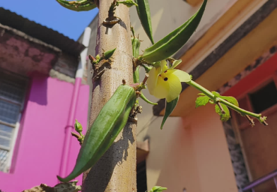 বাড়ির দোতলার সমান ঢ্যাঁড়শ গাছ! ‘বিস্ময়কর ঘটনার সাক্ষী হতে ভিড় জমছে লালমাটির বোলপুরে বেস্ট কলকাতা নিউজ : ঢ্যাঁড়শ গাছের উচ্চতা কত? যেকোনও চাষিকে জিজ্ঞেস করলে উত্তর আসবে, মেরে কেটে চার-পাঁচ ফুট৷ এটাই স্বাভাবিক ধারণা৷ তবে এই ধারণাকে ডাহা ভুল প্রমাণ করে দিয়েছে লালমাটির জেলা বীরভূমের বোলপুরের ভুবনডাঙার একটি বাড়ি। সেখানে দাঁড়িয়ে আছে দোতলা বাড়ির সমান এক ঢ্যাঁড়শ গাছ! উচ্চতা প্রায় ১৫ ফুট। গোড়া থেকে আগা পর্যন্ত ঝুলছে গুচ্ছ গুচ্ছ ঢ্যাঁড়শ। দূর থেকে দেখলে মনে হবে, সবুজে মোড়া এক অদ্ভুত স্তম্ভ! এই ‘বিস্ময় গাছ’-এর মালিক ভুবনডাঙার বাসিন্দা মহম্মদ জামিরুল হক। পেশায় আইনজীবী, কর্মক্ষেত্র বোলপুর মহকুমা আদালত। বছর ঘুরতেই তাঁর বাড়ি যেন হয়ে উঠেছে এক অঘোষিত প্রদর্শনী কেন্দ্র। পাড়ার লোক থেকে শুরু করে দূরদূরান্তের কৌতূহলী মানুষ, সকলেই ভিড় করছেন এই আশ্চর্য গাছটি একবার চোখে দেখতে। ঘটনার শুরু গত বর্ষায়। চাকদহ থেকে এক সহকর্মী জামিরুলের হাতে তুলে দিয়েছিলেন একটি উচ্চ ফলনশীল ঢ্যাঁড়শ বীজ। পরামর্শ ছিল, 'রোপণ করে দেখুন'। সেই মতো বাড়ির ফাঁকা জায়গায় বীজ পুঁতে দেন তিনি। কিন্তু প্রথমদিকে ফুল-ফল কিছুই হচ্ছিল না। বরং গাছটি লম্বা হতে হতে একসময় দোতলার কার্নিশ ছুঁইছুঁই! তারপর আচমকাই চমক, গোড়া থেকে আগা পর্যন্ত একের পর এক ঢ্যাঁড়শ। শুধু লম্বাই নয়, গাছটির গুঁড়িও অস্বাভাবিক মোটা। আগা থেকে নিচ পর্যন্ত ঝুলছে গুচ্ছ গুচ্ছ ফল। নতুন ফুলও ফুটছে নিয়মিত। ঢ্যাঁড়শ তুলতে হলে ব্যবহার করতে হচ্ছে লম্বা আঁকশি। এমন দৃশ্য দেখে অবাক স্থানীয়রাও। শেখ আলম নামে এক বাসিন্দা বলেন, “দোতলার সমান ঢ্যাঁড়শ গাছ কখনও দেখিনি। আমার বাড়িও দোতলা, গাছটা প্রায় সমান উঠে গিয়েছে। পাড়ার সবাই দেখতে আসে।” বেস্ট কলকাতা নিউজ : বাড়ির দোতলার সমান ঢ্যাঁড়শ গাছ! ‘বিস্ময়কর ঘটনার সাক্ষী হতে ভিড় জমছে লালমাটির বোলপুরে