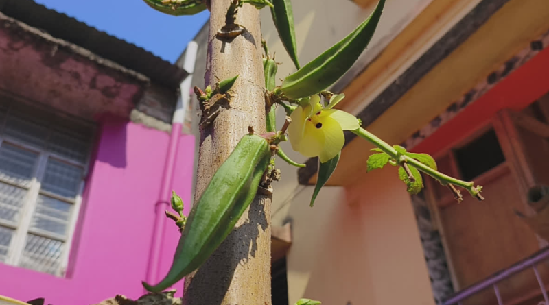 বাড়ির দোতলার সমান ঢ্যাঁড়শ গাছ! ‘বিস্ময়কর ঘটনার সাক্ষী হতে ভিড় জমছে লালমাটির বোলপুরে বেস্ট কলকাতা নিউজ : ঢ্যাঁড়শ গাছের উচ্চতা কত? যেকোনও চাষিকে জিজ্ঞেস করলে উত্তর আসবে, মেরে কেটে চার-পাঁচ ফুট৷ এটাই স্বাভাবিক ধারণা৷ তবে এই ধারণাকে ডাহা ভুল প্রমাণ করে দিয়েছে লালমাটির জেলা বীরভূমের বোলপুরের ভুবনডাঙার একটি বাড়ি। সেখানে দাঁড়িয়ে আছে দোতলা বাড়ির সমান এক ঢ্যাঁড়শ গাছ! উচ্চতা প্রায় ১৫ ফুট। গোড়া থেকে আগা পর্যন্ত ঝুলছে গুচ্ছ গুচ্ছ ঢ্যাঁড়শ। দূর থেকে দেখলে মনে হবে, সবুজে মোড়া এক অদ্ভুত স্তম্ভ! এই ‘বিস্ময় গাছ’-এর মালিক ভুবনডাঙার বাসিন্দা মহম্মদ জামিরুল হক। পেশায় আইনজীবী, কর্মক্ষেত্র বোলপুর মহকুমা আদালত। বছর ঘুরতেই তাঁর বাড়ি যেন হয়ে উঠেছে এক অঘোষিত প্রদর্শনী কেন্দ্র। পাড়ার লোক থেকে শুরু করে দূরদূরান্তের কৌতূহলী মানুষ, সকলেই ভিড় করছেন এই আশ্চর্য গাছটি একবার চোখে দেখতে। ঘটনার শুরু গত বর্ষায়। চাকদহ থেকে এক সহকর্মী জামিরুলের হাতে তুলে দিয়েছিলেন একটি উচ্চ ফলনশীল ঢ্যাঁড়শ বীজ। পরামর্শ ছিল, 'রোপণ করে দেখুন'। সেই মতো বাড়ির ফাঁকা জায়গায় বীজ পুঁতে দেন তিনি। কিন্তু প্রথমদিকে ফুল-ফল কিছুই হচ্ছিল না। বরং গাছটি লম্বা হতে হতে একসময় দোতলার কার্নিশ ছুঁইছুঁই! তারপর আচমকাই চমক, গোড়া থেকে আগা পর্যন্ত একের পর এক ঢ্যাঁড়শ। শুধু লম্বাই নয়, গাছটির গুঁড়িও অস্বাভাবিক মোটা। আগা থেকে নিচ পর্যন্ত ঝুলছে গুচ্ছ গুচ্ছ ফল। নতুন ফুলও ফুটছে নিয়মিত। ঢ্যাঁড়শ তুলতে হলে ব্যবহার করতে হচ্ছে লম্বা আঁকশি। এমন দৃশ্য দেখে অবাক স্থানীয়রাও। শেখ আলম নামে এক বাসিন্দা বলেন, “দোতলার সমান ঢ্যাঁড়শ গাছ কখনও দেখিনি। আমার বাড়িও দোতলা, গাছটা প্রায় সমান উঠে গিয়েছে। পাড়ার সবাই দেখতে আসে।” বেস্ট কলকাতা নিউজ : বাড়ির দোতলার সমান ঢ্যাঁড়শ গাছ! ‘বিস্ময়কর ঘটনার সাক্ষী হতে ভিড় জমছে লালমাটির বোলপুরে