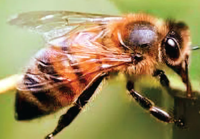 ঝাড়গ্রাম মেডিকেল চত্বরে মৌমাছির আক্রমণে জখম হল চিকিৎসক ও নার্স বেস্ট কলকাতা নিউজ : ঝাড়গ্রাম মেডিকেল চত্বরে মৌমাছির আক্রমণে জখম হল চিকিৎসক ও নার্স