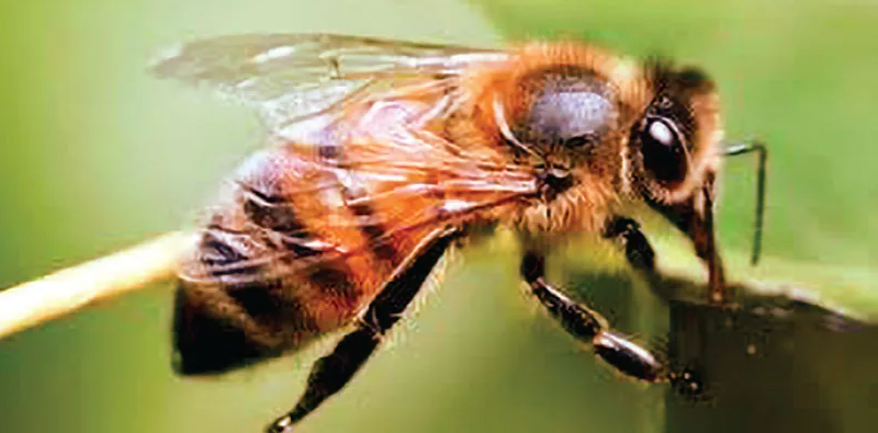 বেস্ট কলকাতা নিউজ : ঝাড়গ্রাম মেডিকেল চত্বরে মৌমাছির আক্রমণে জখম হল চিকিৎসক ও নার্স