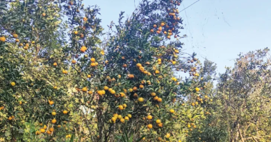 বেস্ট কলকাতা নিউজ : দার্জিলিংয়ের কমলার রূপ-রস-গন্ধ ফেরাতে তৎপর উত্তরবঙ্গ কৃষি বিশ্ববিদ্যাল, শুরু করলো বিশেষ গবেষণা