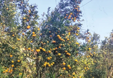 বেস্ট কলকাতা নিউজ : দার্জিলিংয়ের কমলার রূপ-রস-গন্ধ ফেরাতে তৎপর উত্তরবঙ্গ কৃষি বিশ্ববিদ্যাল, শুরু করলো বিশেষ গবেষণা