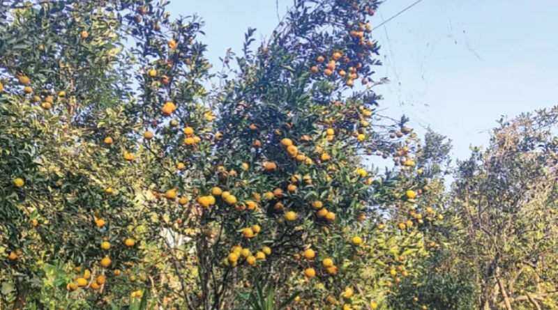 বেস্ট কলকাতা নিউজ : দার্জিলিংয়ের কমলার রূপ-রস-গন্ধ ফেরাতে তৎপর উত্তরবঙ্গ কৃষি বিশ্ববিদ্যাল, শুরু করলো বিশেষ গবেষণা