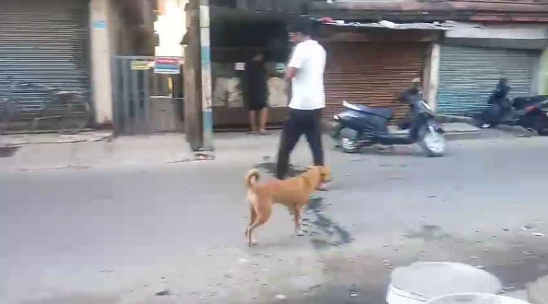 বেস্ট কলকাতা নিউজ : পথকুকুরদের প্রবল দাপট, শিলিগুড়িতে চরম নাজেহাল এলাকার সাধারণ মানুষ